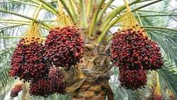Iran begins early-date harvest in southern Kerman