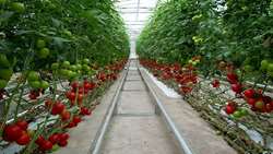North Khorasan produces over 13,000 tons of greenhouse products annually