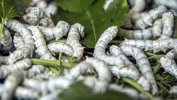 Iran harvests over 75 percent of silk cocoon crop as output set to reach 1,100 tons