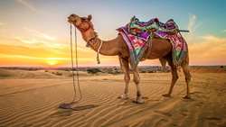 Turkmen camel breeding expands in Iran’s Golestan despite drought