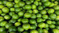 Hormozgan province expects 300,000-ton lime harvest