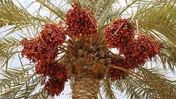 Iran moves to preserve date palm genetic resources: Report 