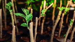 North Khorasan grows 120,000 mulberry saplings to revive silk industry