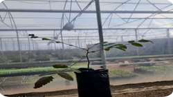 East Azarbaijan cooperating with knowledge-based firms to reform cultivation patterns 
