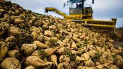 Iran to harvest 5m tons of sugar beet by year-end, official says 