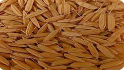 AREEO says working on basic rice seed varieties