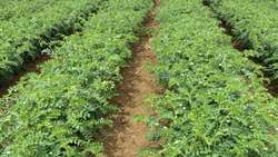 Chickpea forage key to sustainable soil health in East Azarbaijan’s rainfed farms: Official 