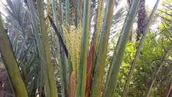 Date palm pollination covers 20,000 ha across Hormozgan
