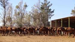 Shahroud a major hub in camel farming, official says 