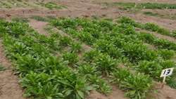 Iran identifies cold-tolerant canola, safflower genotypes