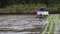 Iranian researchers pioneer water-smart rice farming as mechanized transplanting begins in Gilan 