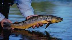 Qom province makes historic first export of rainbow trout to Azerbaijan