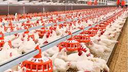 Iran plans to integrate poultry industry for sustainable production