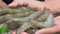 Bushehr set to produce 4b shrimp larvae