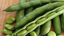 Researcher highlights importance of Fava bean cultivation 