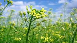 Camelina cultivation in Golestan surges 600 percent 