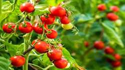 Bushehr strategic hub for off-season tomato supply