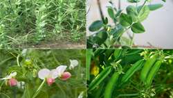 Forage chickpea poised to replace traditional fodder crops: Researcher 