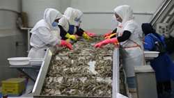 Bushehr exports 26,000 tons of aquatic products 