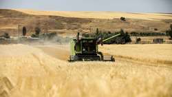 Iran’s wheat output projected at 14 million tons this year