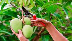 Mango harvesting begins in southern Kerman