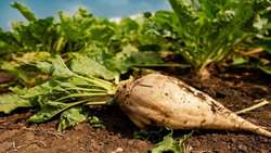 Sugar beet strategic crop for Iran’s sugar supply: Researcher 