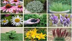 Qazvin province produces over 1,000 tons of medicinal herbs annually
