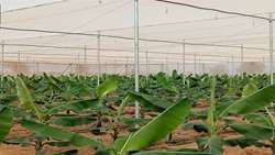AREEO research institute achieves breakthrough in Banana tissue culture