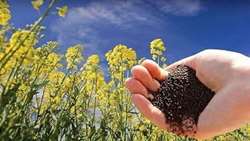 Iran achieves self-sufficiency in hybrid pepper, seed production