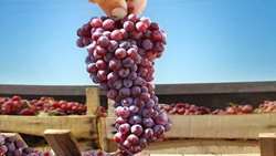 Kermanshah begins harvest of early-season Ruby Grapes