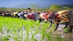 Iran unveils major rice initiative to cut import dependence