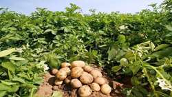 World Potato Day: Processing industry key to value addition, export growth
