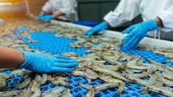 Iran proposes 19 projects to boost seafood processing, cut waste