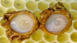 Iran moves to expand Royal Jelly production