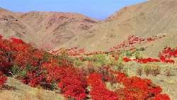 Gonabad sumac gains ground in global markets