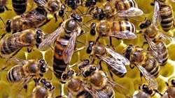 North Khorasan resumes exports of honey bee colonies, queen bees to Armenia