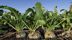Golestan harnesses green water to produce up to 370,000 tons of sugar beet