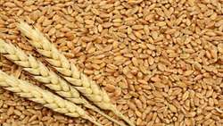 Iran produces 363,000 tons of certified wheat seed
