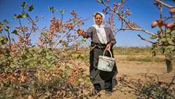 Pistachio harvest underway in southern Kerman 