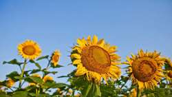 Sunflower harvest begins in North Khorasan