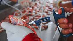 Iranian researchers develop homegrown aquatic vaccines