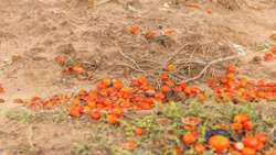 Iran targets halving food, agricultural losses by 2032