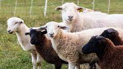 Communal sheep breeding site set up in northwestern Iran