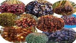 Iran date exports fetch 400m dollars in 1 year