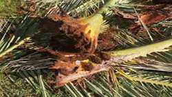 FAO takes steps to curb Red Palm Weevil in Iran