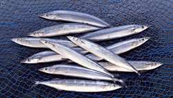 Over 19,000 tons of Kilka fish caught