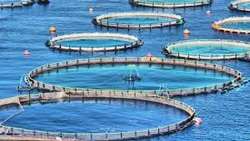 Iran launches major floating cage fish farming project in Qeshm