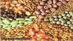 Iran working on methods to develop hybrid seeds