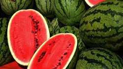 Watermelon tops Iran list of agrifood exports