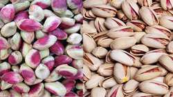 Iran expects a bumper pistachio harvest this year